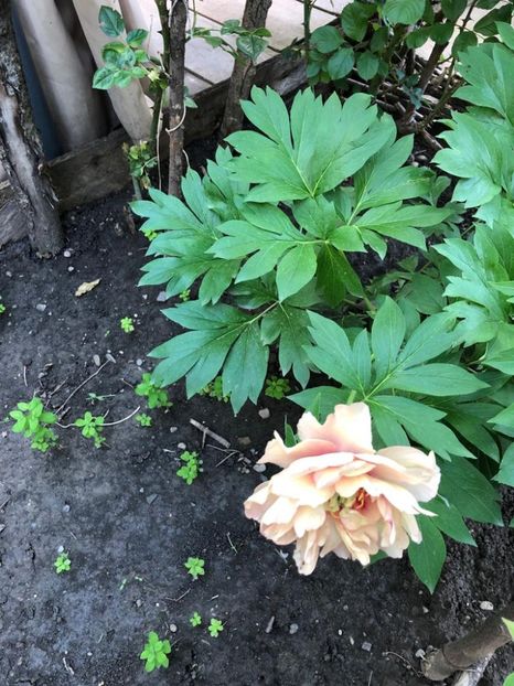 WhatsApp Image 2021-06-10 at 15.05.21 (19) - Roman 10 06 2021