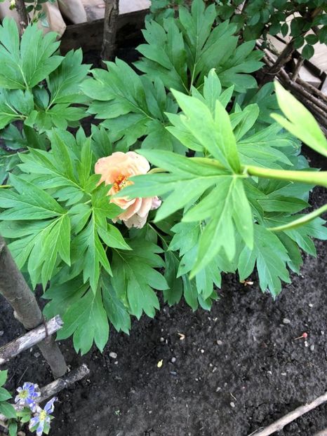 WhatsApp Image 2021-06-10 at 15.05.21 (20) - Roman 10 06 2021