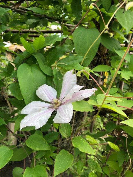 WhatsApp Image 2021-06-10 at 15.05.21 (24) - Roman 10 06 2021