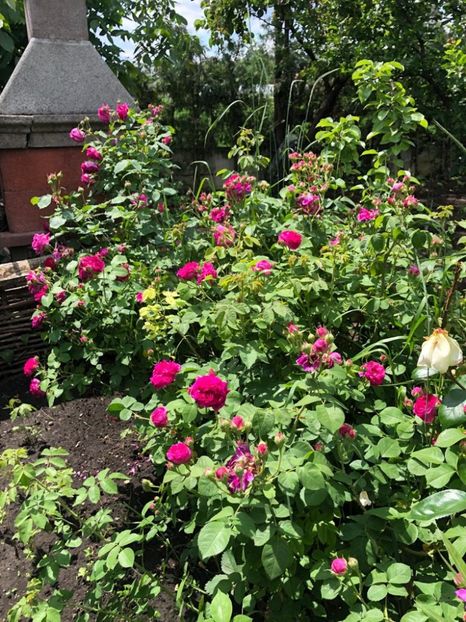 WhatsApp Image 2021-06-10 at 15.05.21 (26) - Roman 10 06 2021