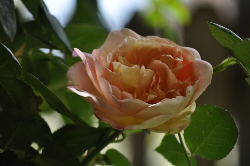 _DSC0001 - VARA 2021_4
