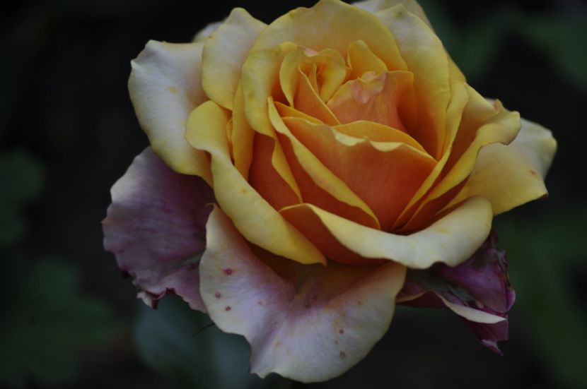 _DSC0004 - VARA 2021_4