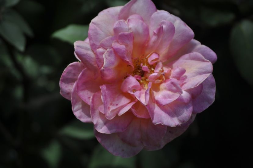 _DSC0006 - VARA 2021_4