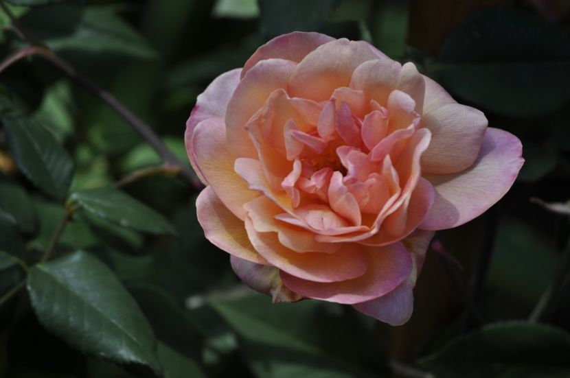 _DSC0007 - VARA 2021_4
