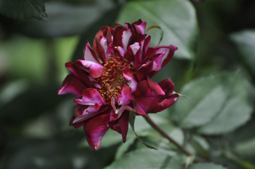 _DSC0031 - VARA 2021_4