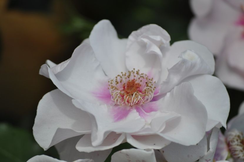 _DSC0040 - VARA 2021_4