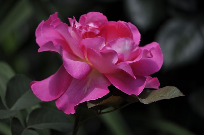 _DSC0041 - VARA 2021_4