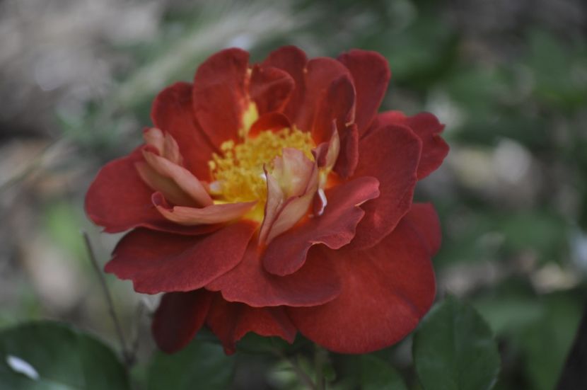 _DSC0054 - VARA 2021_4