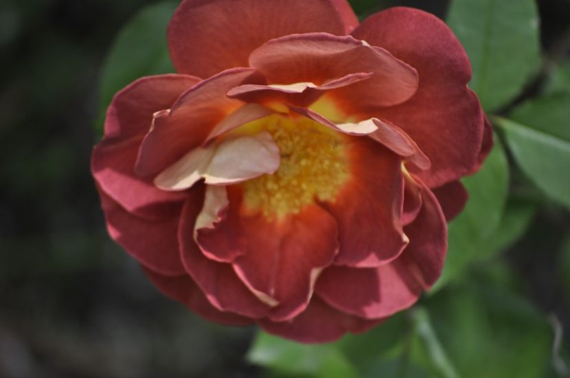 _DSC0055 - VARA 2021_4