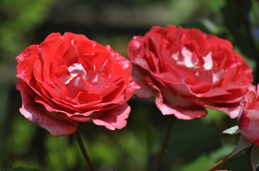 _DSC0068 - VARA 2021_4