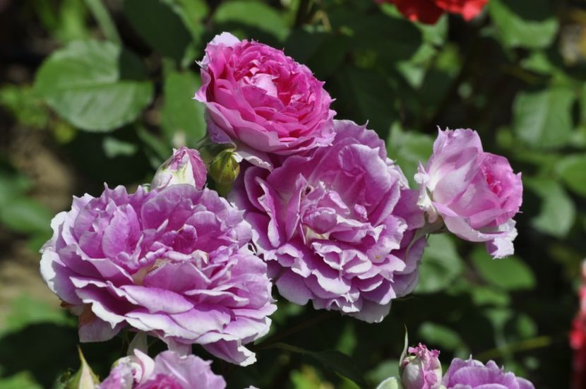 _DSC0077 - VARA 2021_4