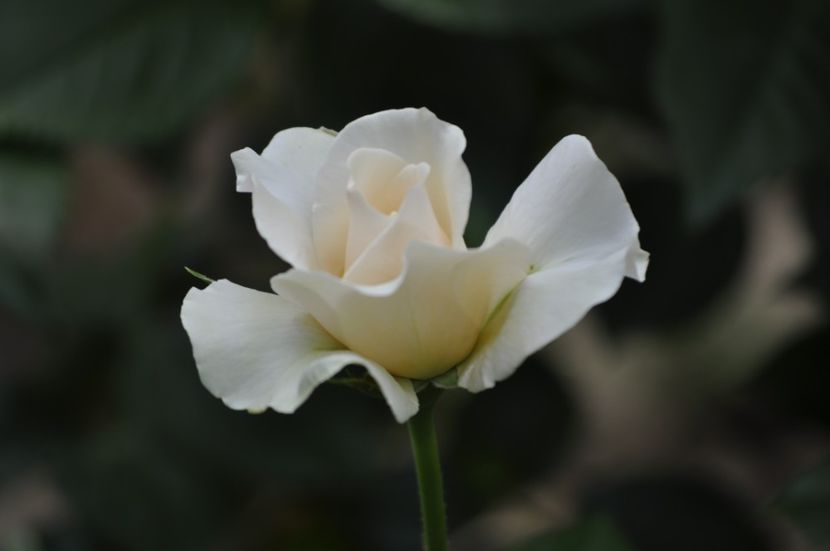 _DSC0101 - VARA 2021_4