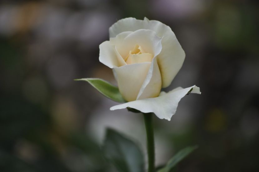 _DSC0102 - VARA 2021_4