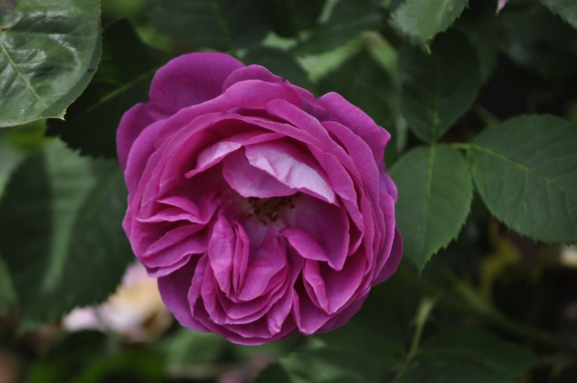 _DSC0114 - VARA 2021_4