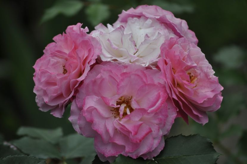 _DSC0118 - VARA 2021_4