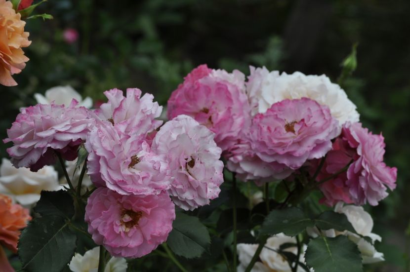 _DSC0119 - VARA 2021_4