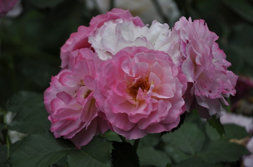 _DSC0120 - VARA 2021_4