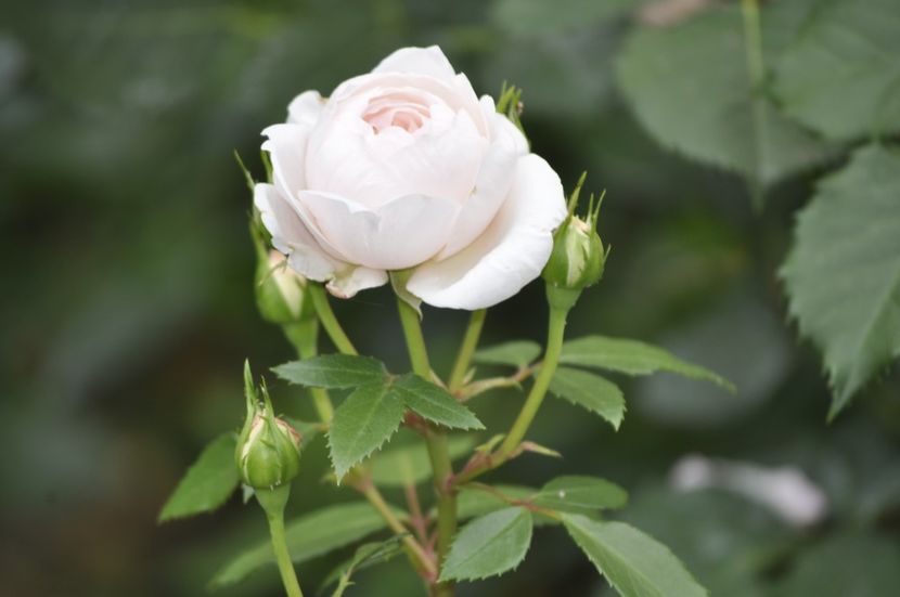 _DSC0121 - VARA 2021_4