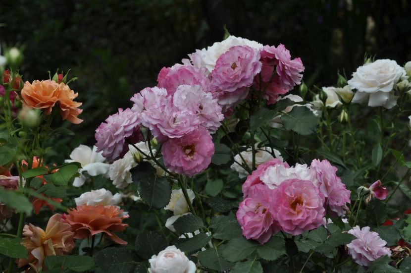 _DSC0122 - VARA 2021_4