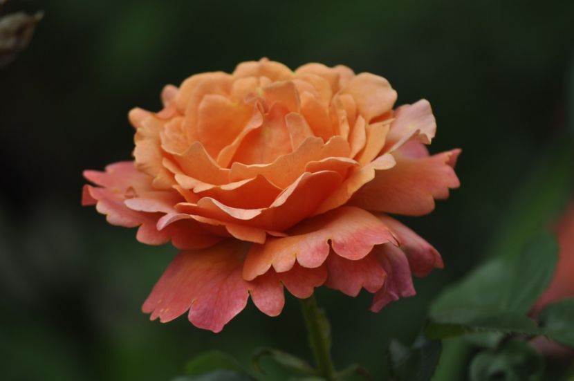 _DSC0123 - VARA 2021_4