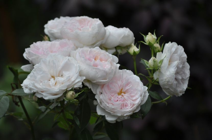 _DSC0124 - VARA 2021_4