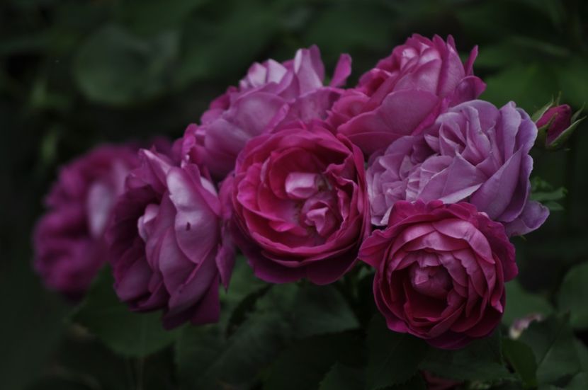 _DSC0125 - VARA 2021_4