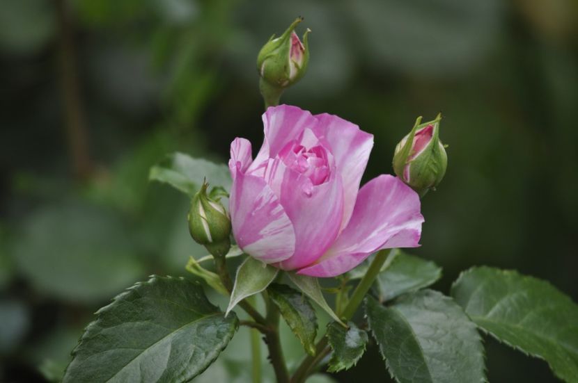 _DSC0136 - VARA 2021_4