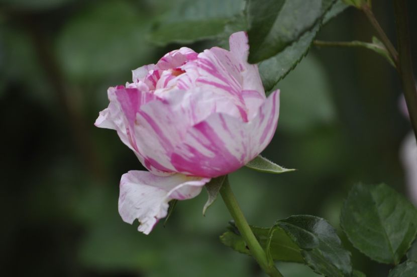 _DSC0137 - VARA 2021_4