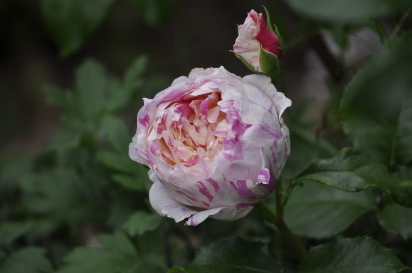 _DSC0138 - VARA 2021_4