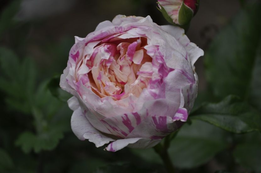 _DSC0140 - VARA 2021_4