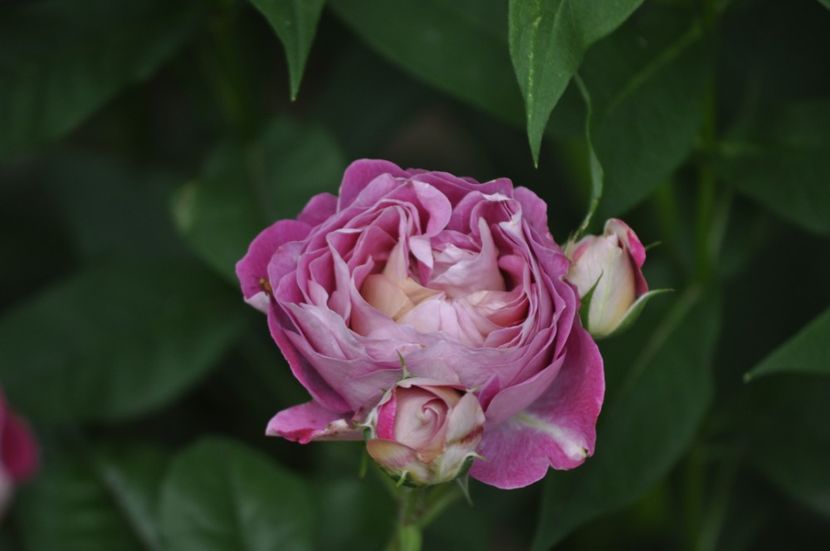 _DSC0144 - VARA 2021_4
