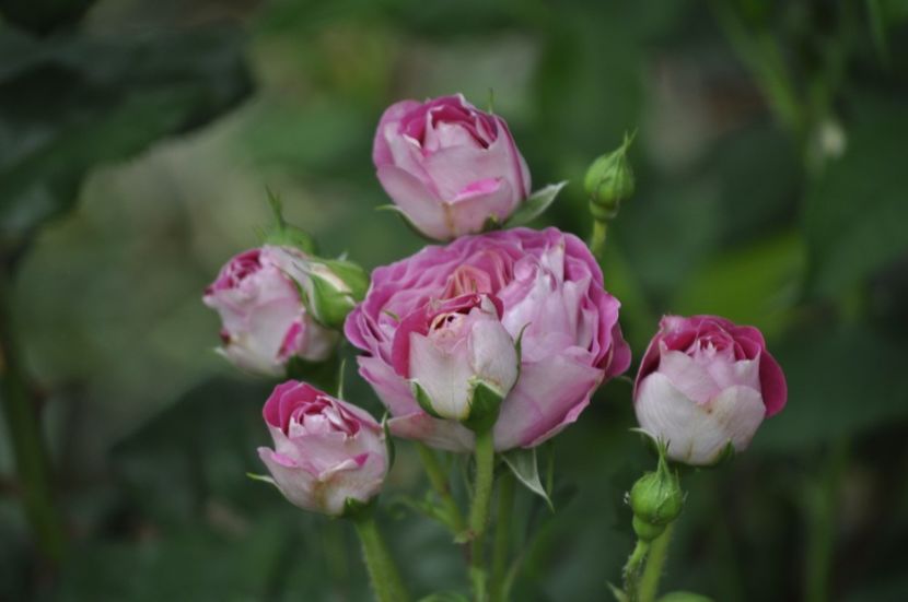 _DSC0146 - VARA 2021_4