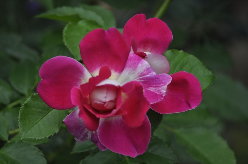 _DSC0157 - VARA 2021_4