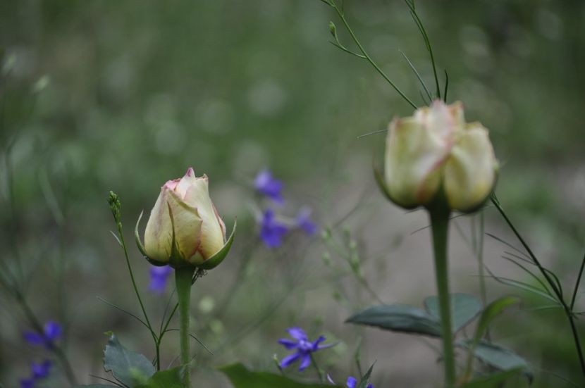 _DSC0169 - VARA 2021_4