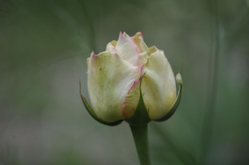 _DSC0170 - VARA 2021_4