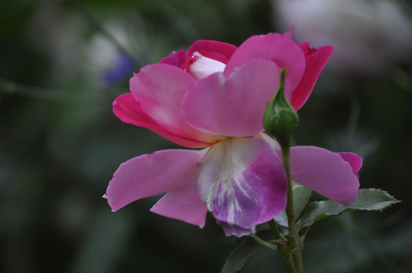 _DSC0173 - VARA 2021_4