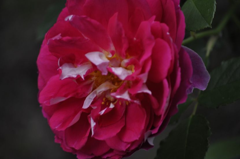 _DSC0178 - VARA 2021_4