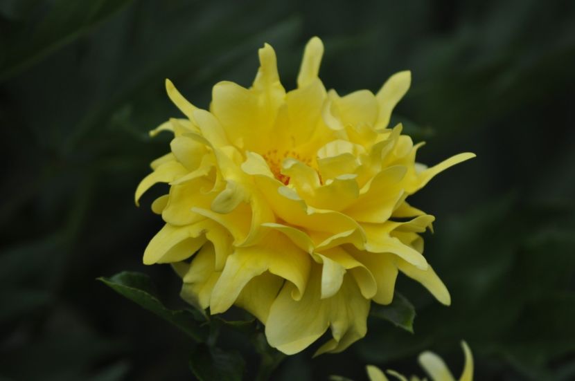 _DSC0189 - VARA 2021_4