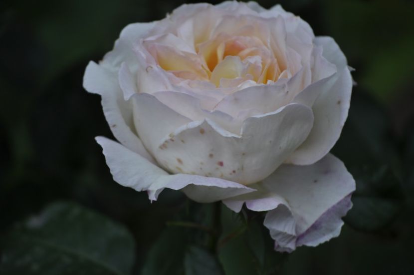_DSC0191 - VARA 2021_4