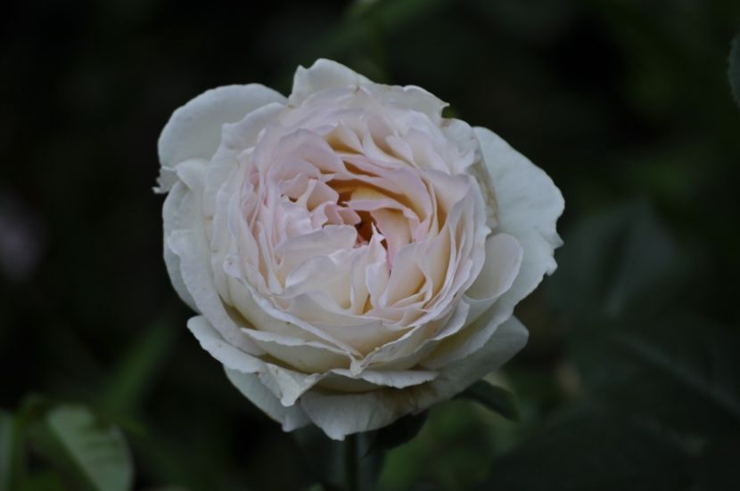 _DSC0192 - VARA 2021_4