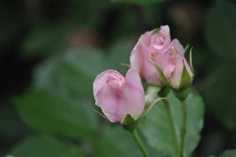 _DSC0212 - VARA 2021_4