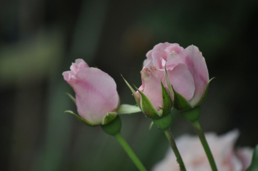 _DSC0217 - VARA 2021_4