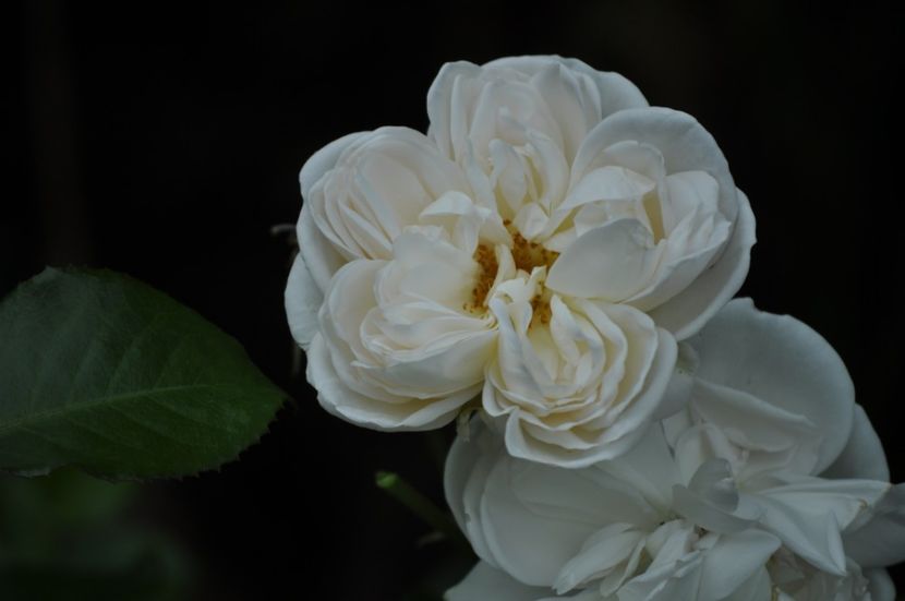 _DSC0225 - VARA 2021_4