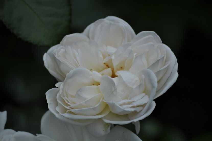 _DSC0227 - VARA 2021_4