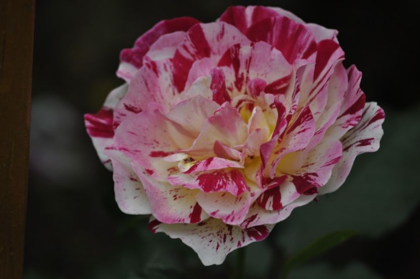 _DSC0234 - VARA 2021_4