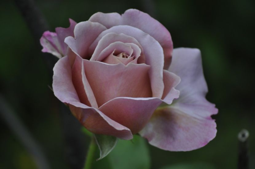 _DSC0242 - VARA 2021_4
