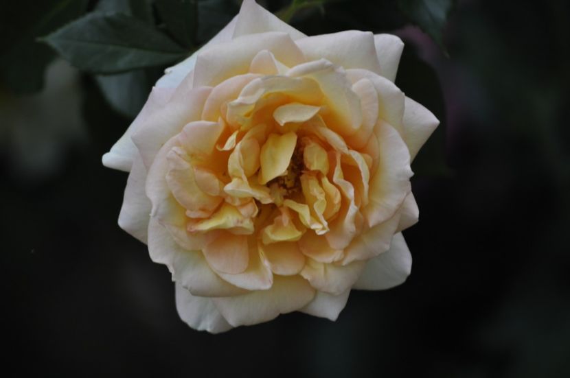 _DSC0246 - VARA 2021_4