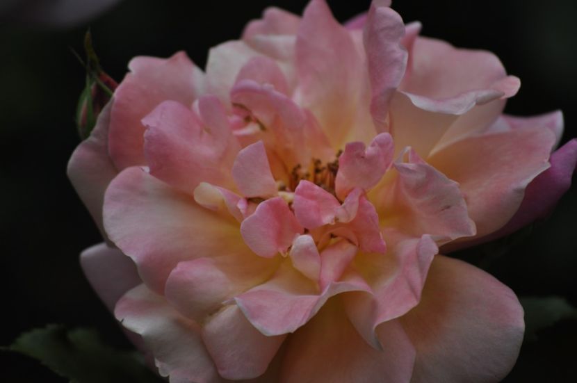 _DSC0303 - VARA 2021_5