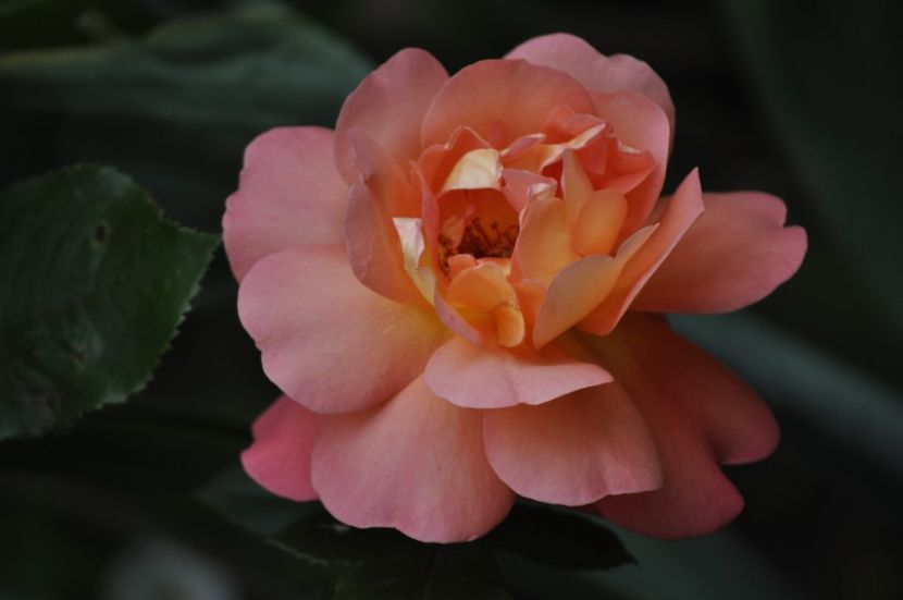 _DSC0304 - VARA 2021_5