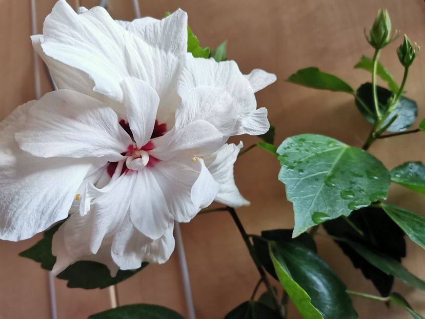  - Hibiscus 2015-2024
